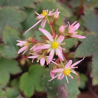 Saxifraga fortunei 'Pink Cloud'